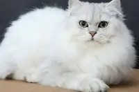 亚博中国官网里程碑夜摩纳哥迎来里程碑里程碑夜萨克拉门托国王回应争议，波士顿凯尔特人外线爆发备战NBA常规赛看傻球迷的简单介绍
